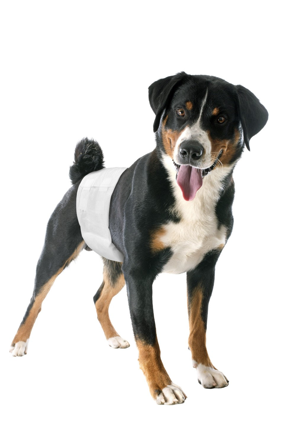 CAMON CANE PANNOLINI A FASCIA PER MASCHI CF. (12 PZ) MISURA 3