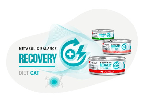 DISUGUAL GATTO DIET RECOVERY SOGLIOLA 85 GR