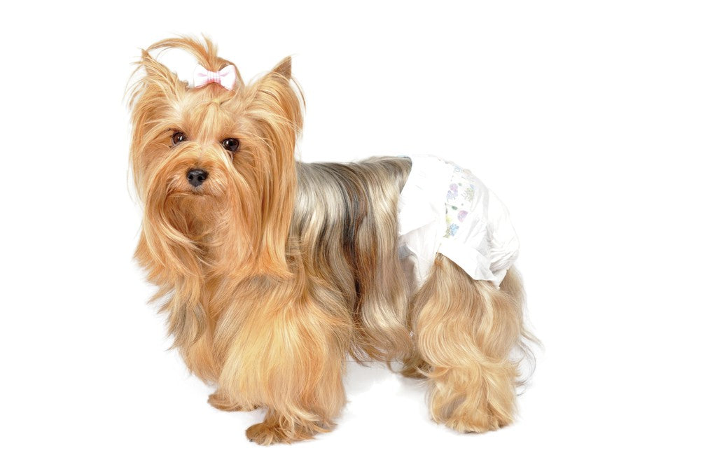 CAMON CANE PANNOLINI MUTANDINA TG. "M" 35/45 CM CF. (12 PZ)