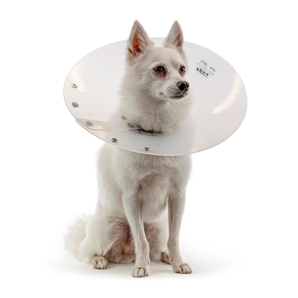 KVP COLLARE ELISABETTIANO SAF-T-SHIELD 53-69 CM